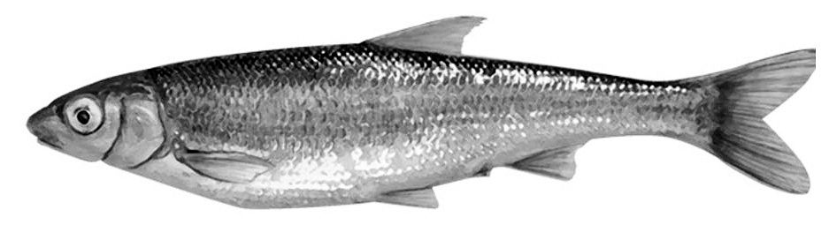 Pseudochondrostoma duriensis_01.jpg